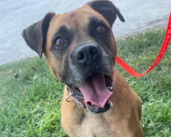 An adult large-sized female Tricolor (Brown, Black, & White) Boxer dog named Nala for adoption in Winnie, TX