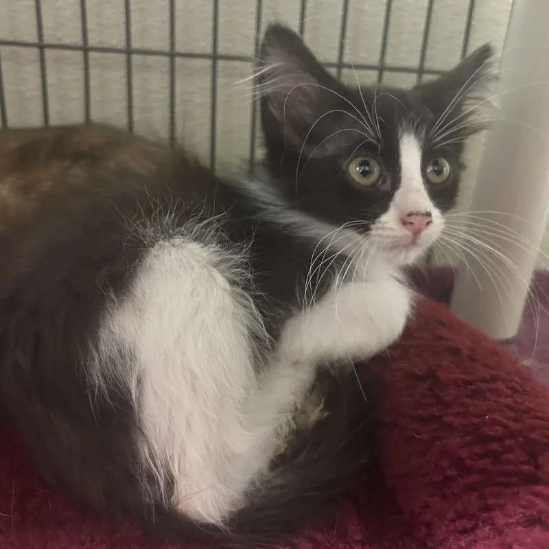 A baby small-sized male Domestic Long Hair cat named Fluffball for adoption in Columbus, NC