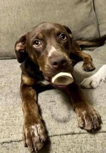 A baby medium-sized female Australian Shepherd dog named Della for adoption in Wakefield, RI