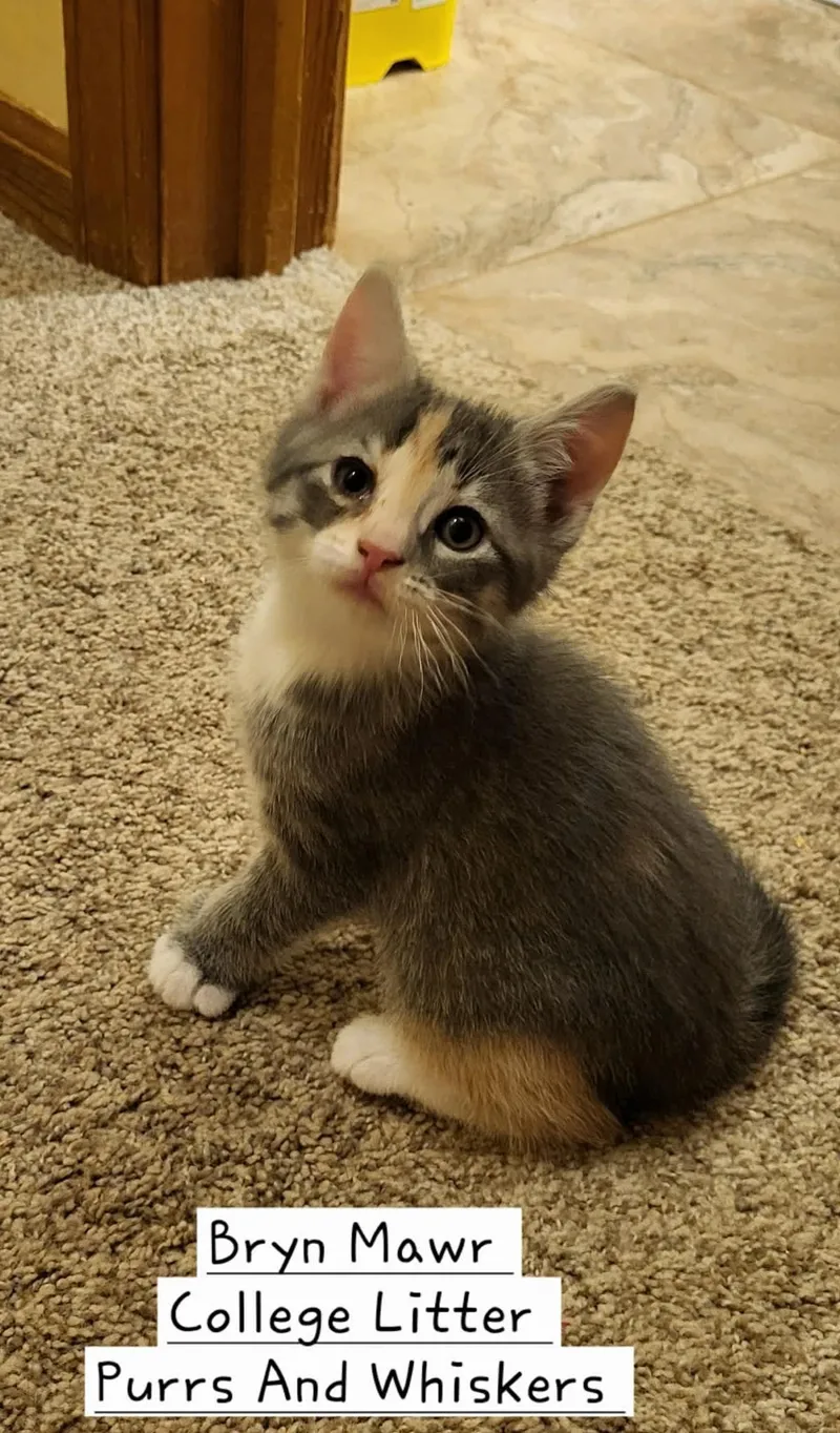 A baby medium-sized female Dilute Calico Domestic Short Hair cat named Bryn Mawr for adoption in New Hartford, NY