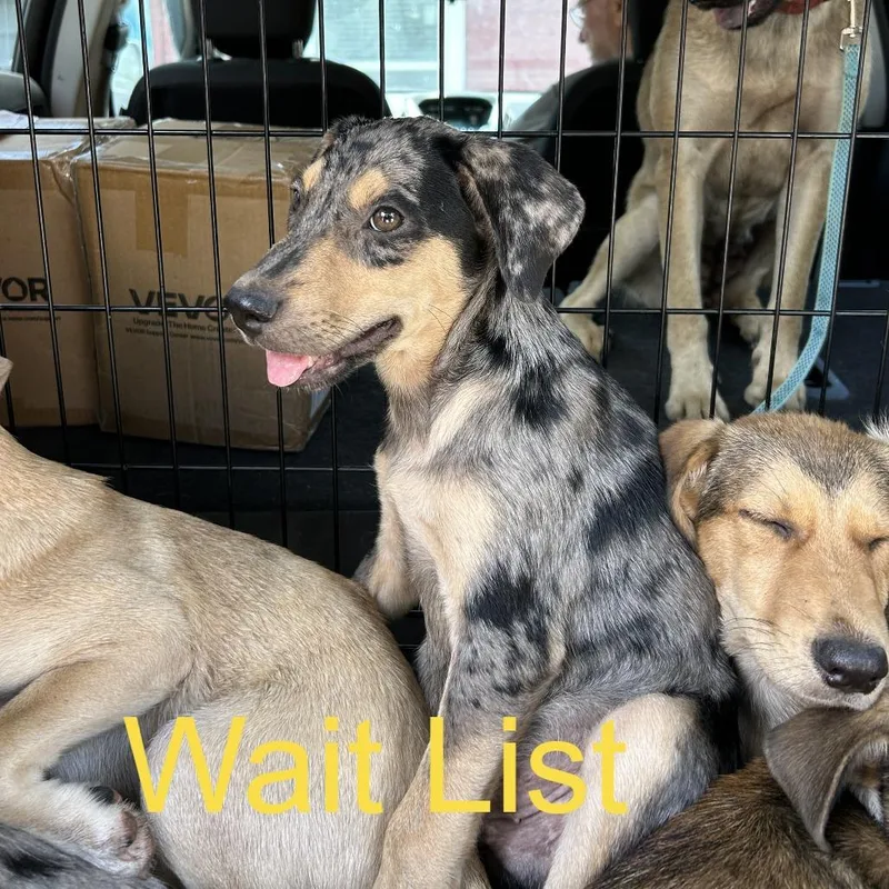 A baby medium-sized female Gray / Blue / Silver Mixed Breed dog named Carol for adoption in Livingston, TX