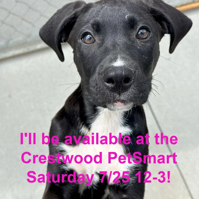 A baby small-sized female Black Labrador Retriever dog named Fields for adoption in Matteson, IL