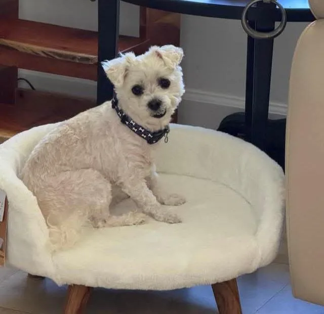 A young small-sized male Yellow / Tan / Blond / Fawn Bichon Frise dog named Buddy for adoption in Fort Lauderdale, FL