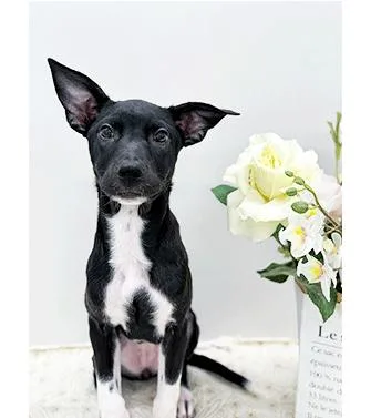 A young medium-sized female Black Labrador Retriever dog named Lovey for adoption in Castro Valley, CA
