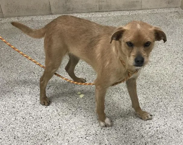 A young medium-sized female Border Terrier dog named Brooklyn for adoption in Conroe, TX