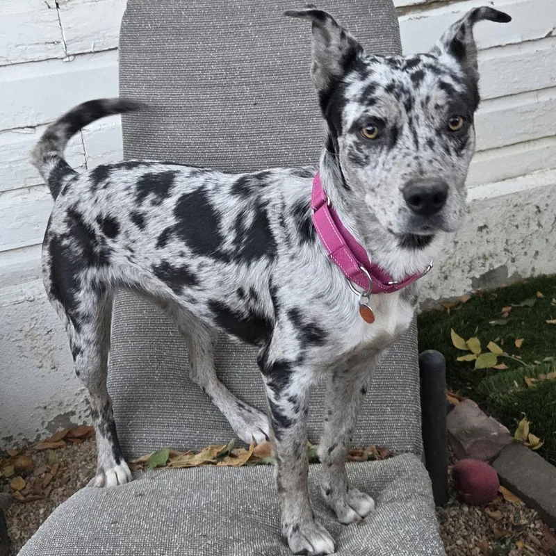 A young medium-sized female Mixed Breed dog named Benji for adoption in Loveland, CO