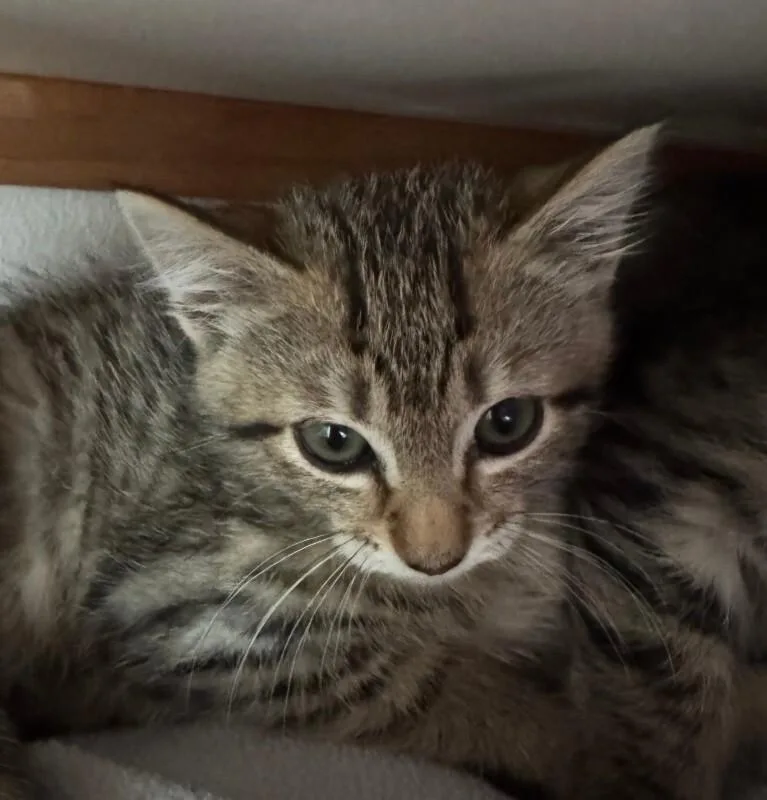 A young medium-sized female Tabby (Brown / Chocolate) Tabby cat named Alex for adoption in Kennewick, WA