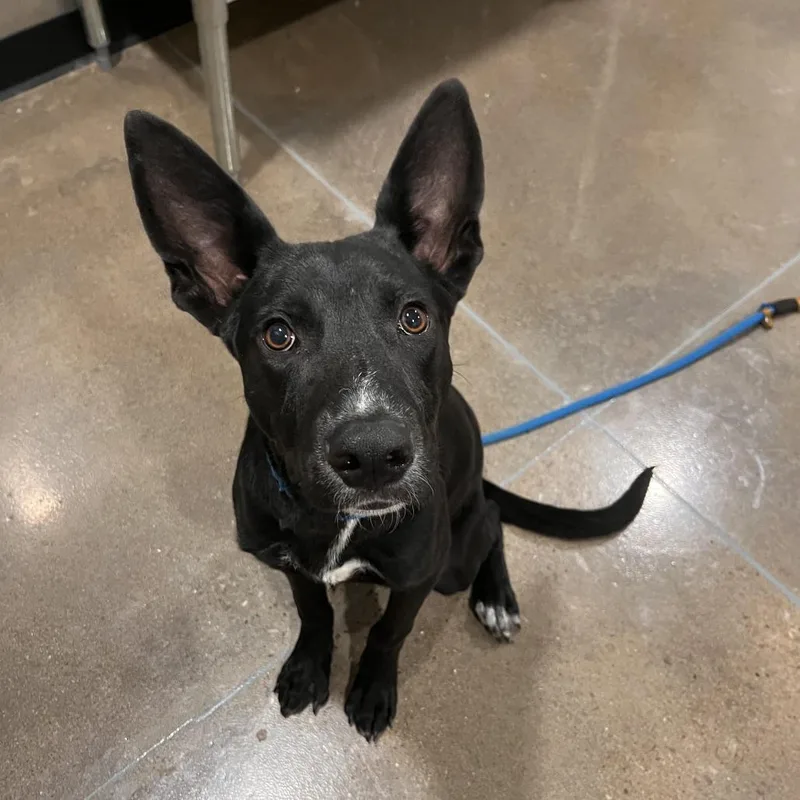A young medium-sized male Shepherd dog named Ritter for adoption in Washburn, MO