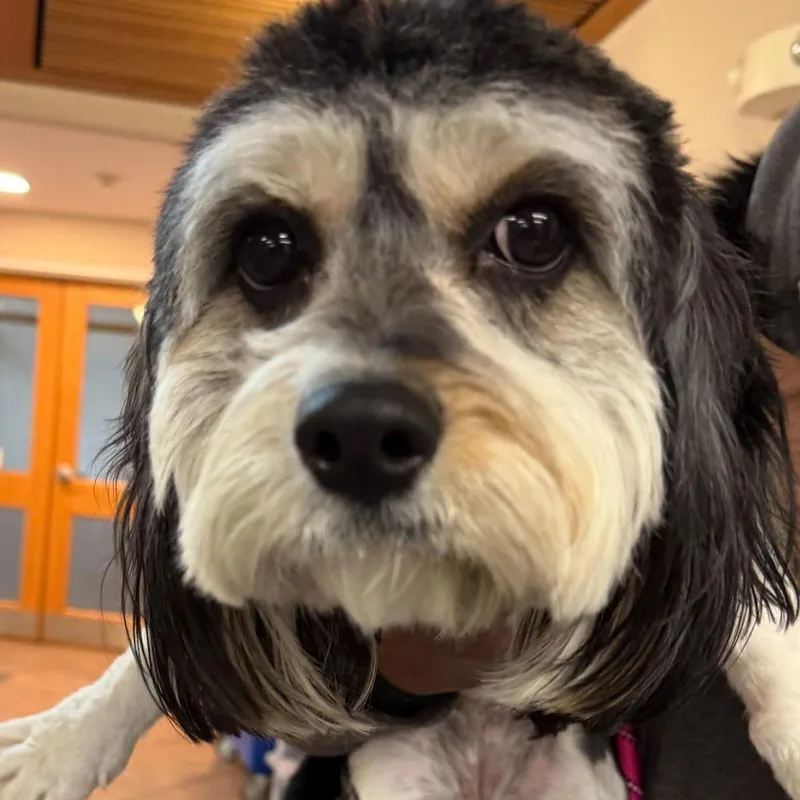 An adult small-sized female Black Cavalier King Charles Spaniel dog named Princess for adoption in Perkiomenville, PA