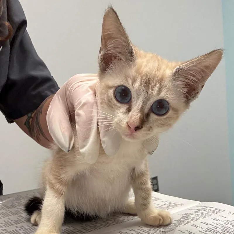 A baby small-sized male Domestic Short Hair cat named Chalupa for adoption in Jacksonville, FL