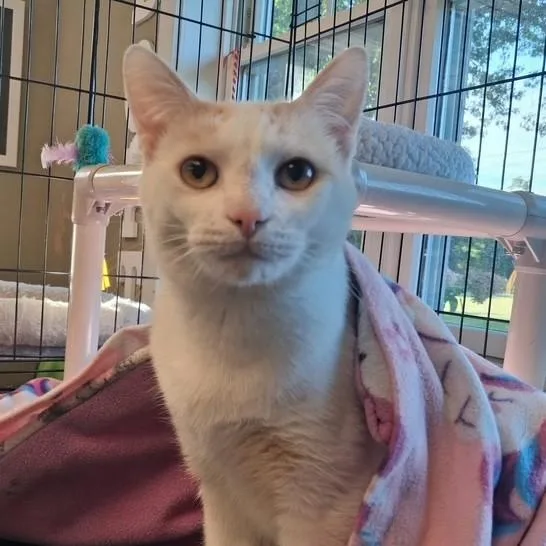 A young medium-sized male Domestic Short Hair cat named Marlin for adoption in Attleboro, MA
