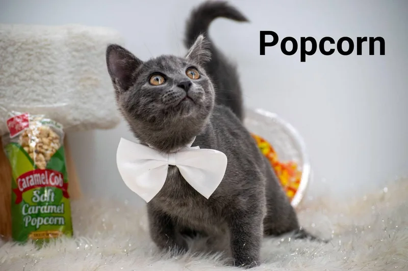 A baby small-sized male Gray / Blue / Silver Domestic Short Hair cat named Popcorn for adoption in Sevierville, TN