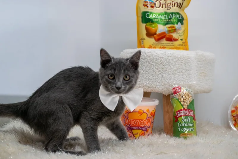 Popcorn thumbnail 3