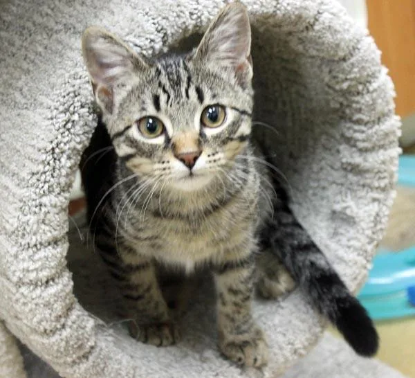 A baby small-sized male Tabby (Gray / Blue / Silver) Domestic Short Hair cat named Future for adoption in Mansfield, MA
