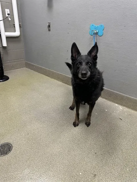 Otis