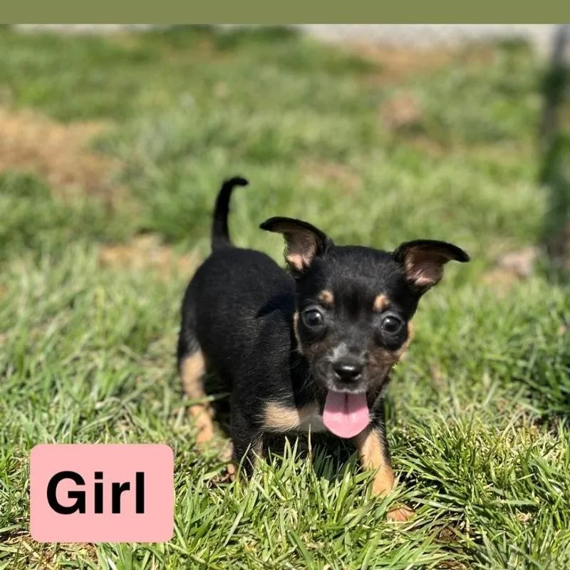 A baby small-sized female Black Mixed Breed dog named Burdette for adoption in Kittanning, PA