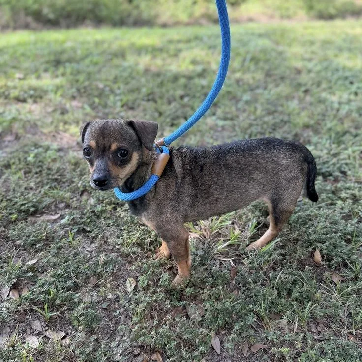 An adult small-sized female Red / Chestnut / Orange Chihuahua dog named Jimmie James for adoption in Calverton, NY