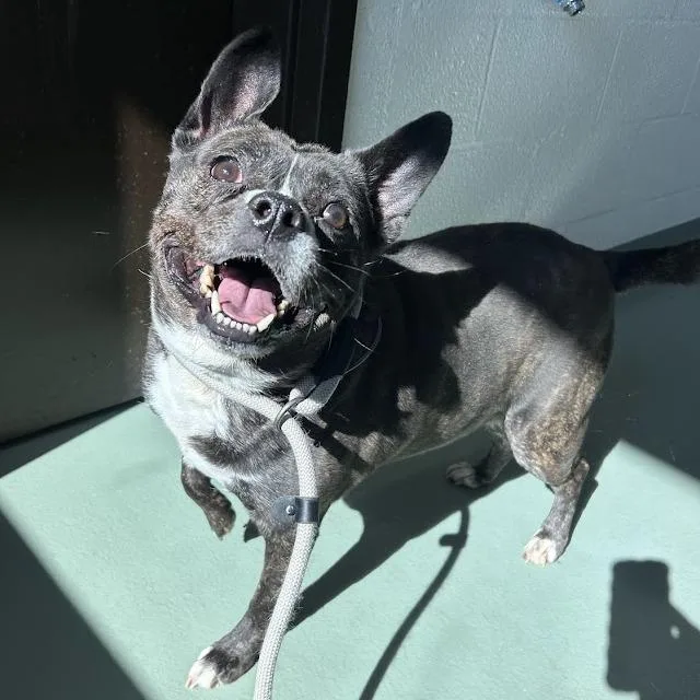 An adult medium-sized female Brindle Terrier dog named Daisy for adoption in Lyndhurst, VA