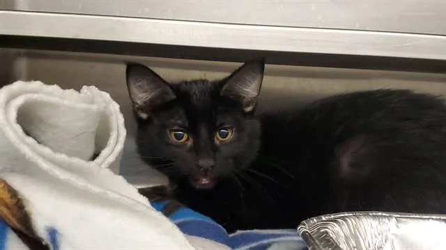 A baby medium-sized male Domestic Short Hair cat named Chief for adoption in Aurora, IL