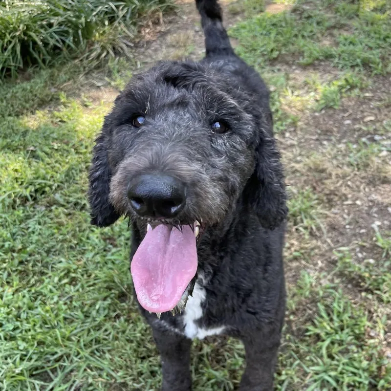 A young medium-sized female Black Sheep Dog dog named Mattie for adoption in Jarrettsville, MD