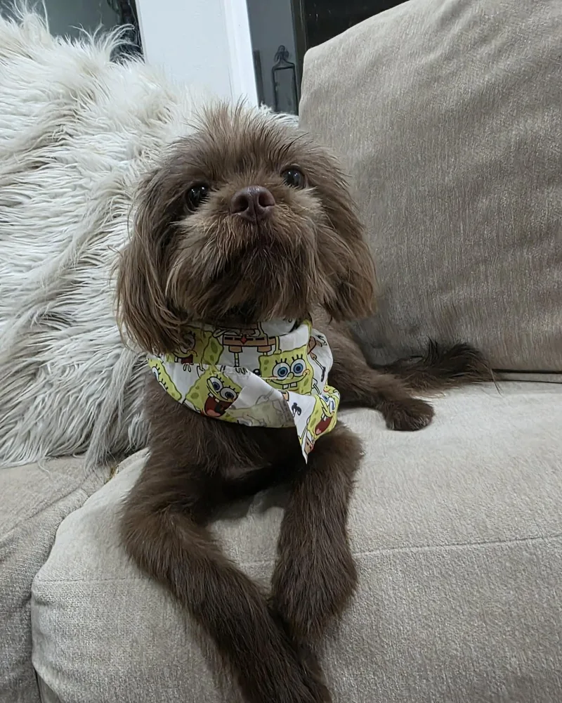 A young small-sized male Brown / Chocolate Shih Tzu dog named Toby for adoption in Gregory, TX
