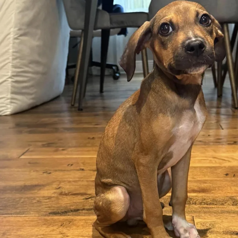 A baby small-sized male Beagle dog named Bernard for adoption in Milton, FL