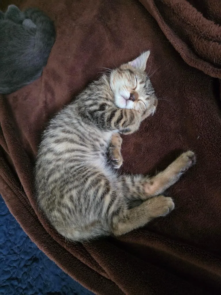 A baby medium-sized male Domestic Short Hair cat named Ziggy for adoption in Findlay, OH