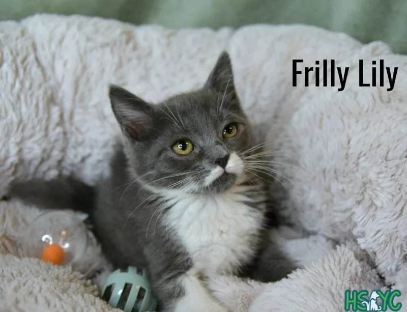 A baby medium-sized female Domestic Short Hair cat named Frilly Lilly for adoption in Fort Mill, SC