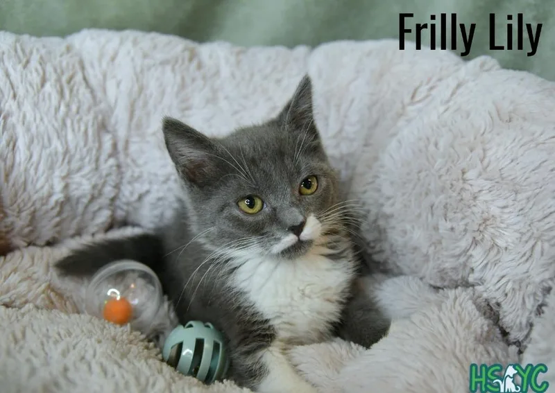 Frilly Lilly thumbnail 2