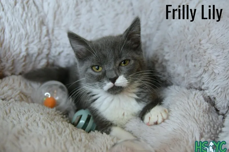 Frilly Lilly thumbnail 3