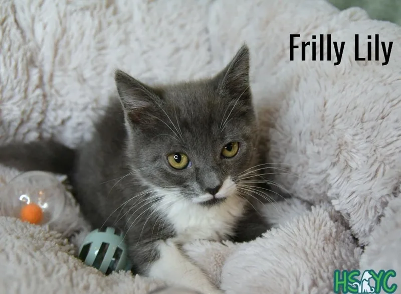 Frilly Lilly thumbnail 4