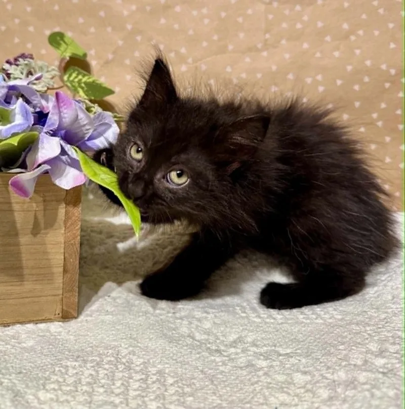 A baby small-sized female Black Domestic Long Hair cat named Faye for adoption in Groveland, MA