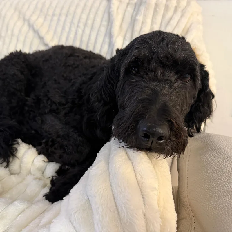 An adult large-sized male Black Mixed Breed dog named Duke for adoption in Naples, FL