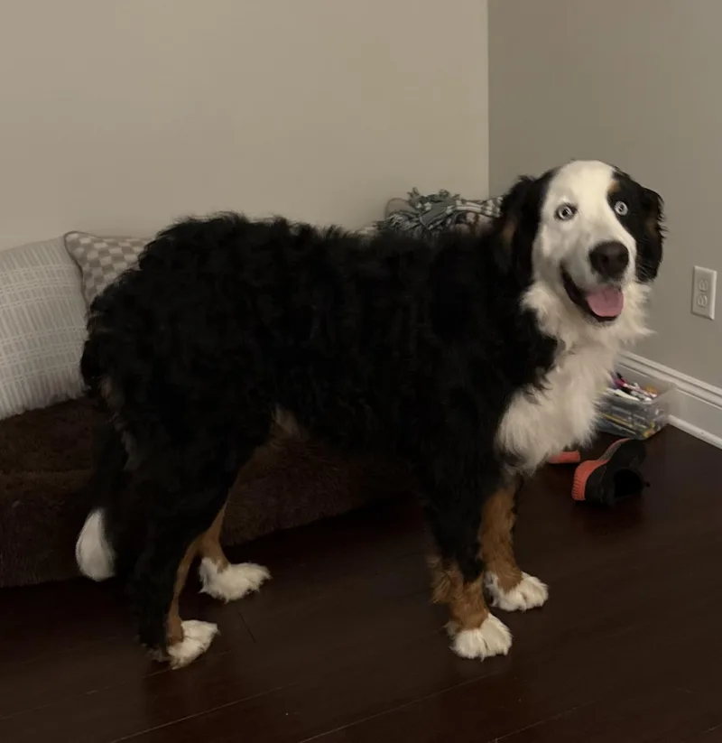 A young large-sized female Bernese Mountain Dog dog named Lucy for adoption in Pittsburgh, PA