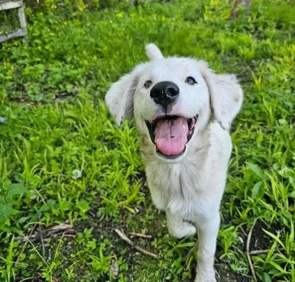 A baby medium-sized female White / Cream Australian Shepherd dog named Sparrow for adoption in Hastings, MN