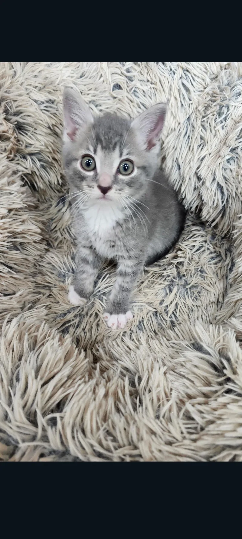 A baby small-sized male Gray & White Domestic Short Hair cat named Silver for adoption in Lewis Center, OH