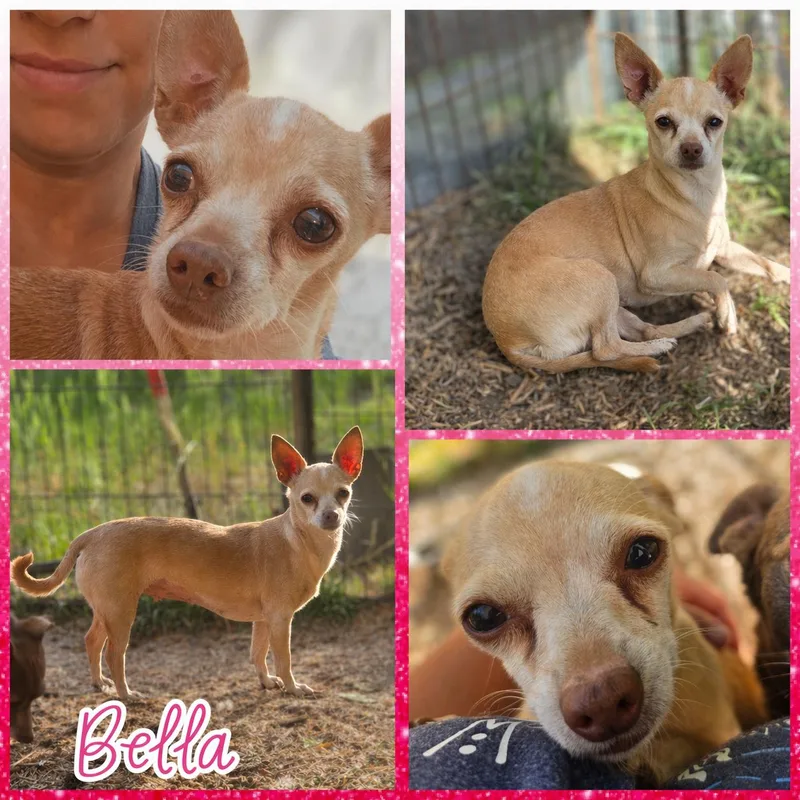 An adult small-sized female Yellow / Tan / Blond / Fawn Chihuahua dog named Bella for adoption in Blacksburg, SC