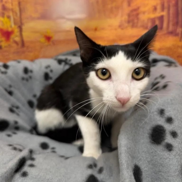 A baby small-sized male Black Domestic Short Hair cat named Banana for adoption in Newberg, OR