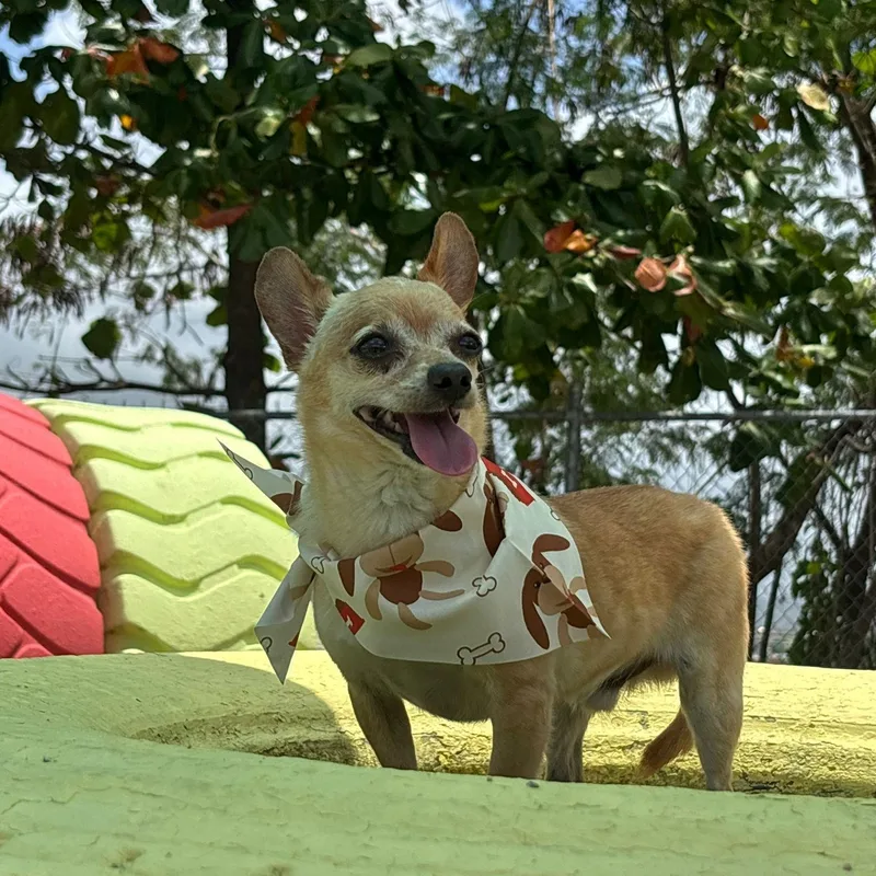Chiquitin