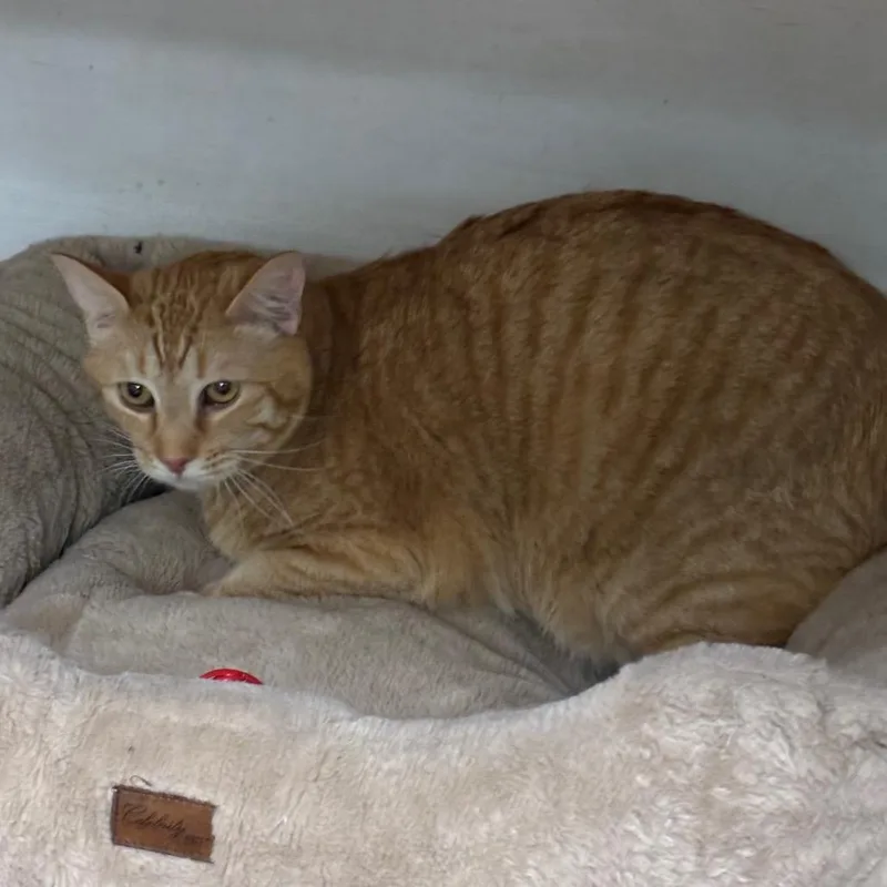 An adult small-sized male Brown / Chocolate Domestic Medium Hair cat named Quake for adoption in Spokane, WA