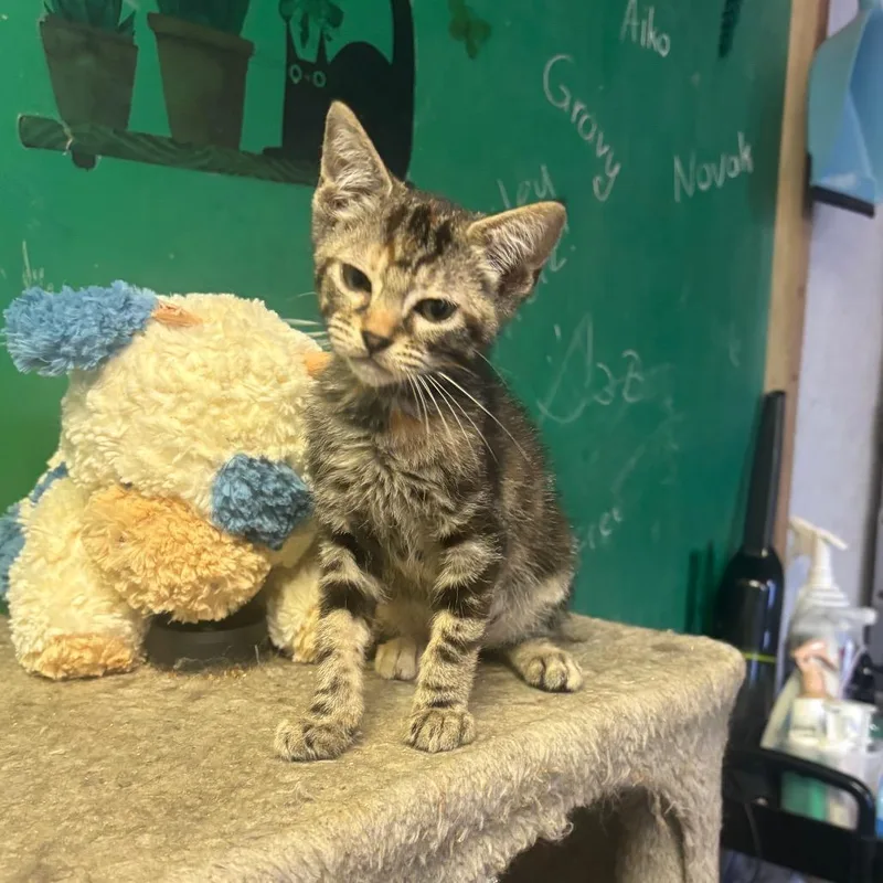 A baby small-sized female Torbie Domestic Short Hair cat named Mugshot for adoption in Hinesville, GA