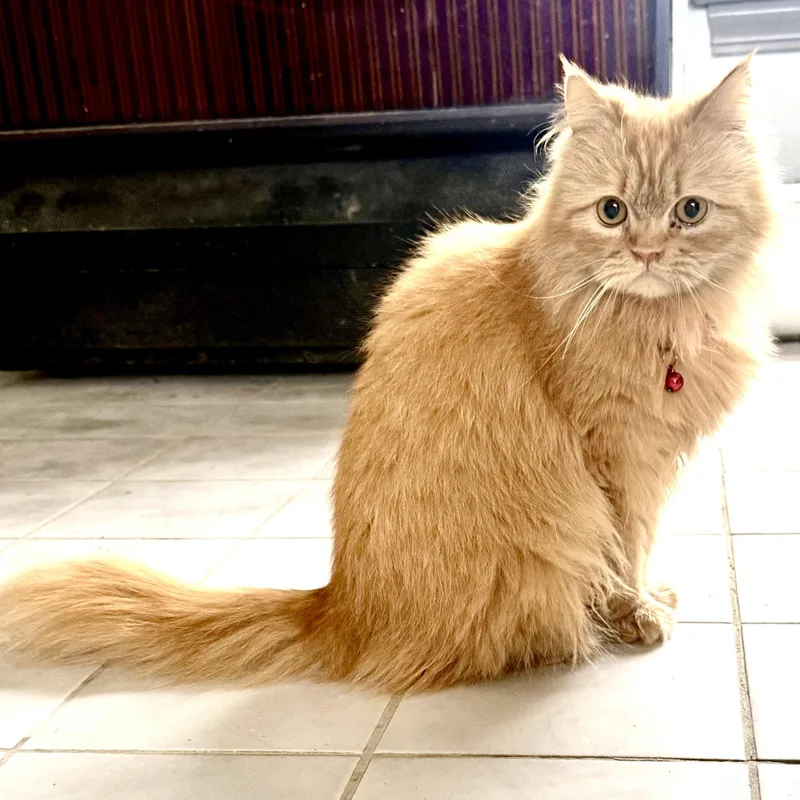 Loving Sunny  Pussinboots thumbnail 2