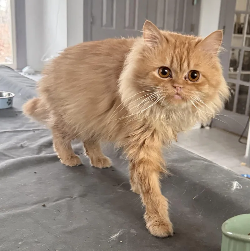 Loving Sunny Pussinboots