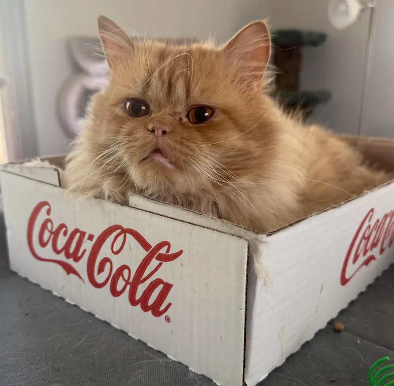 Loving Sunny  Pussinboots thumbnail 3