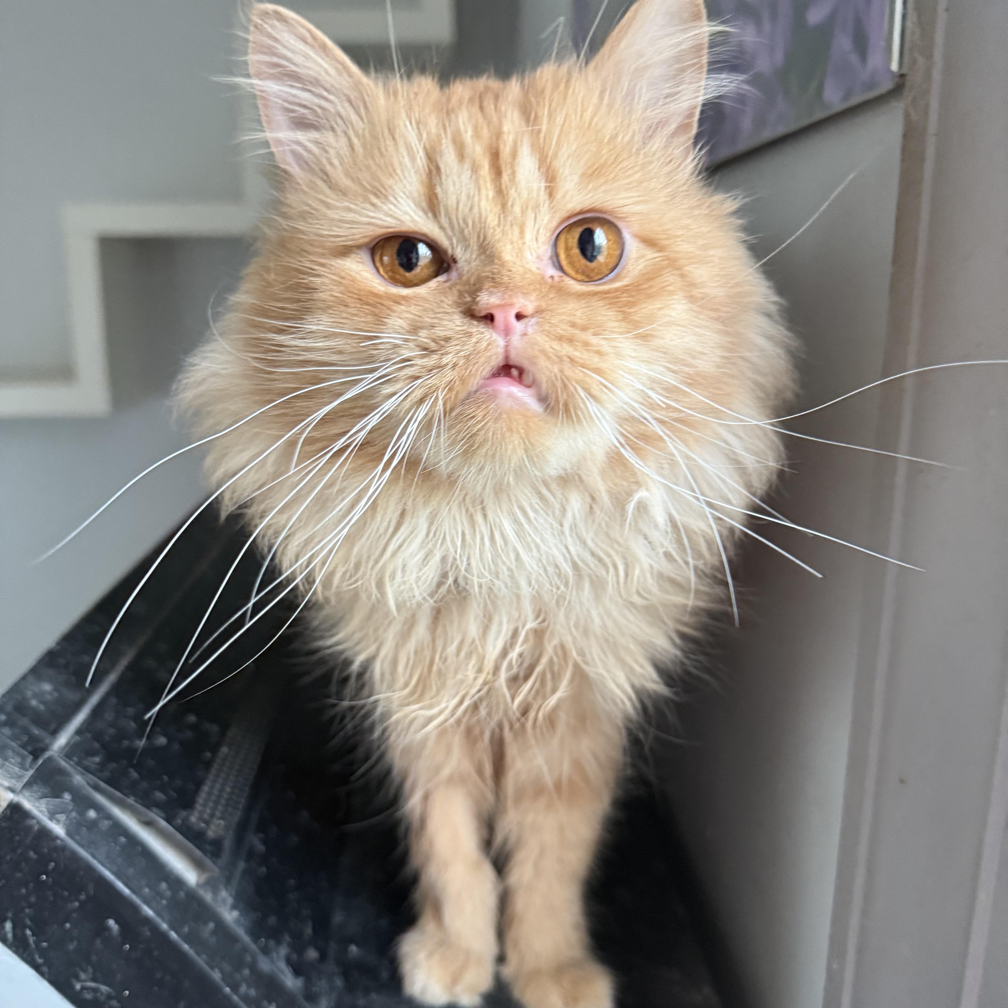 Loving Sunny  Pussinboots thumbnail 5