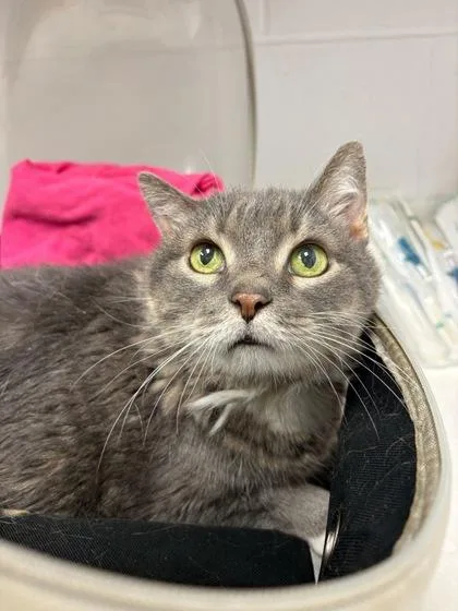 A senior medium-sized female Gray / Blue / Silver Domestic Short Hair cat named Tomi for adoption in Kansas City, MO
