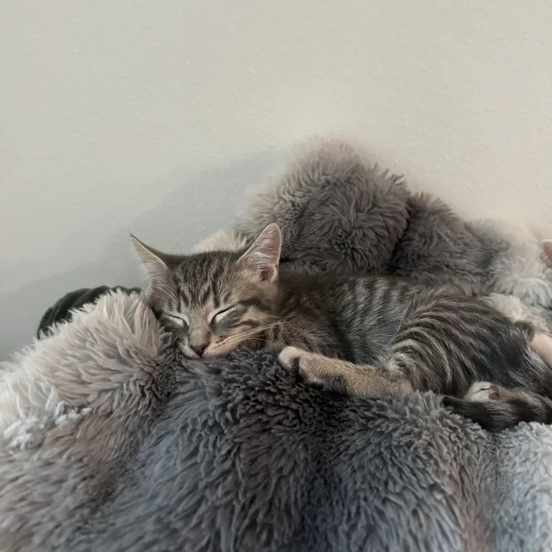 A baby medium-sized male Tabby (Gray / Blue / Silver) Domestic Short Hair cat named Jasper for adoption in Fresno, CA