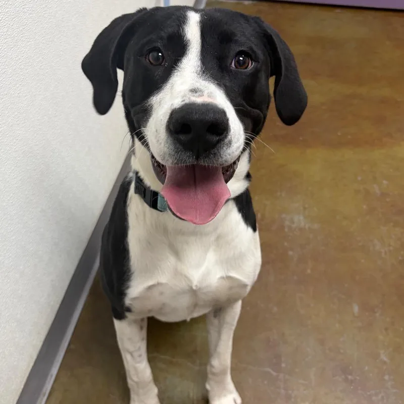 A young medium-sized male Black Hound dog named Kalabar for adoption in Albuquerque, NM