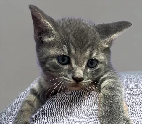 A baby small-sized male Domestic Short Hair cat named Volcanic for adoption in Lavonia, GA
