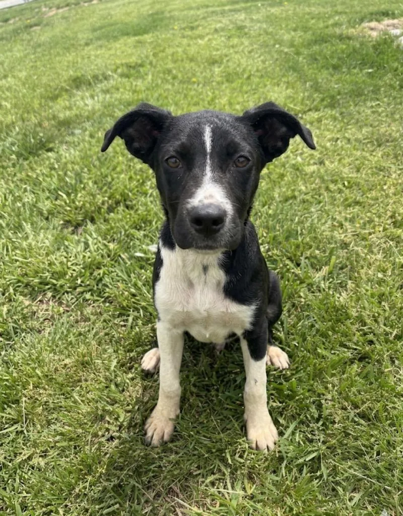 A baby medium-sized male Husky dog named Davidson for adoption in Wabash, IN